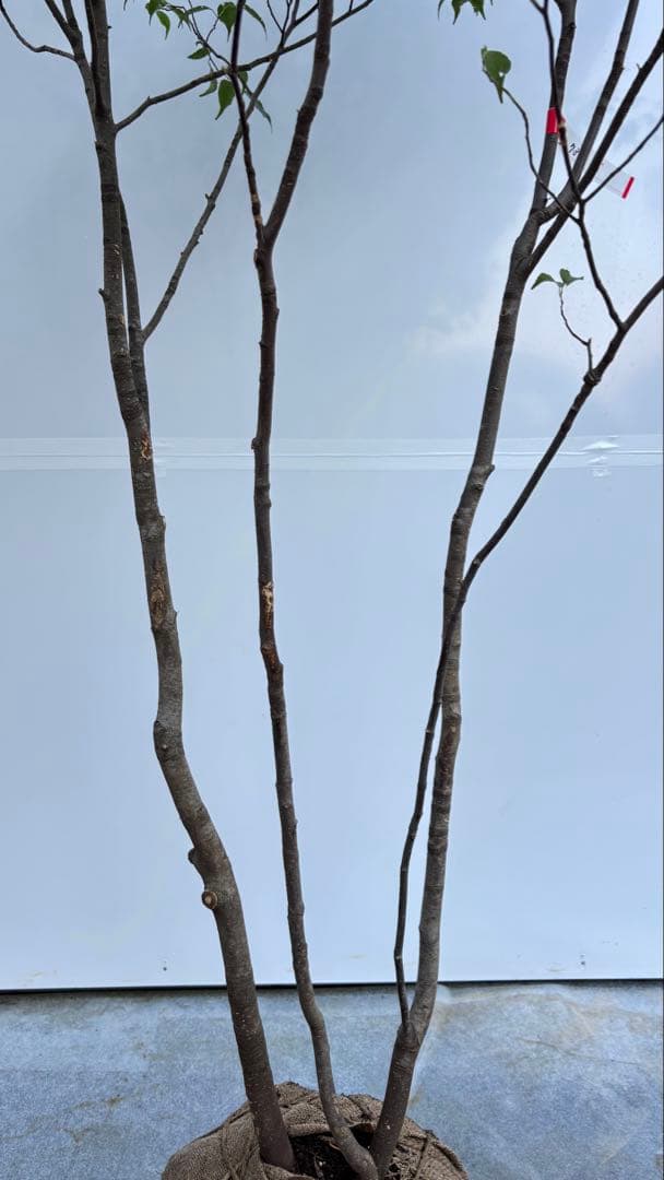 美しい樹形が魅力的 山採り ハイノキ 株立 735 樹高2.1m位 高級樹