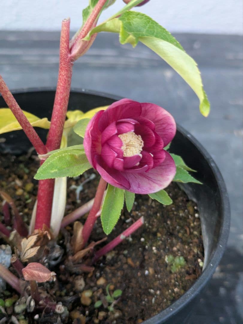 広瀬園芸 クリスマスローズ 小輪 レッドオーレアDD｜色抜けが美しい個体｜蕾あり