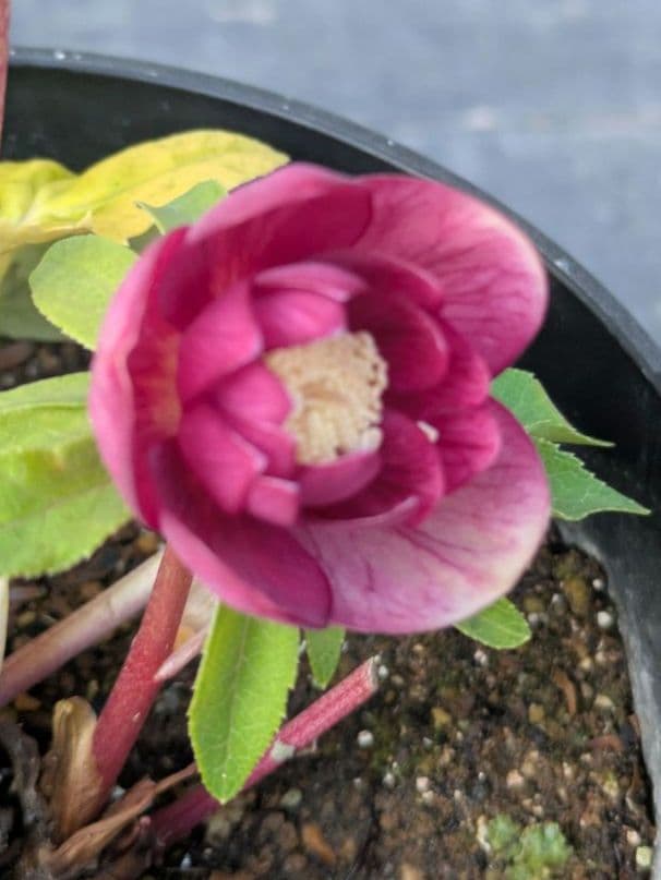 広瀬園芸 クリスマスローズ 小輪 レッドオーレアDD｜色抜けが美しい個体｜蕾あり