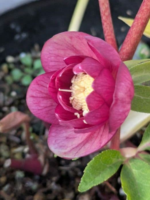 広瀬園芸 クリスマスローズ 小輪 レッドオーレアDD｜色抜けが美しい個体｜蕾あり