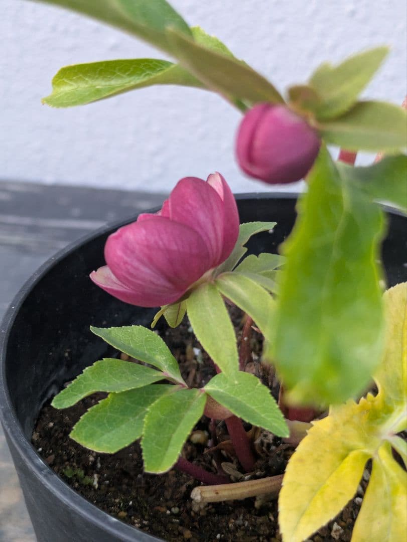 広瀬園芸 クリスマスローズ 小輪 レッドオーレアDD｜色抜けが美しい個体｜蕾あり