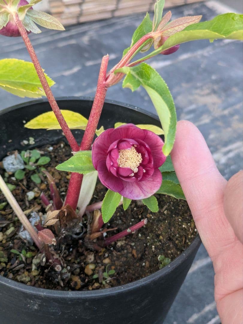 広瀬園芸 クリスマスローズ 小輪 レッドオーレアDD｜色抜けが美しい個体｜蕾あり