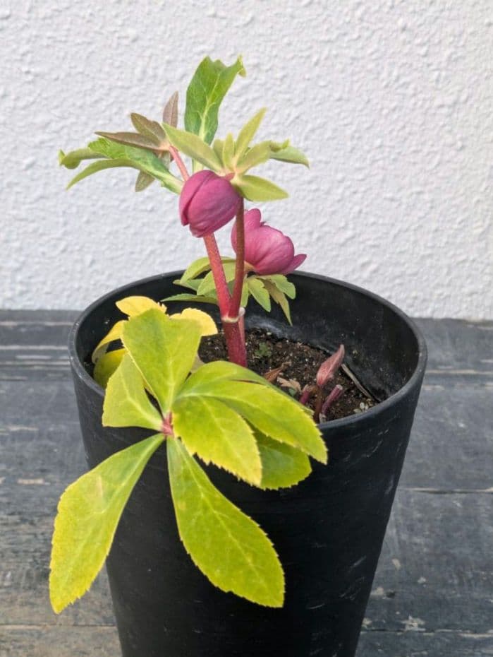 広瀬園芸 クリスマスローズ 小輪 レッドオーレアDD｜色抜けが美しい個体｜蕾あり