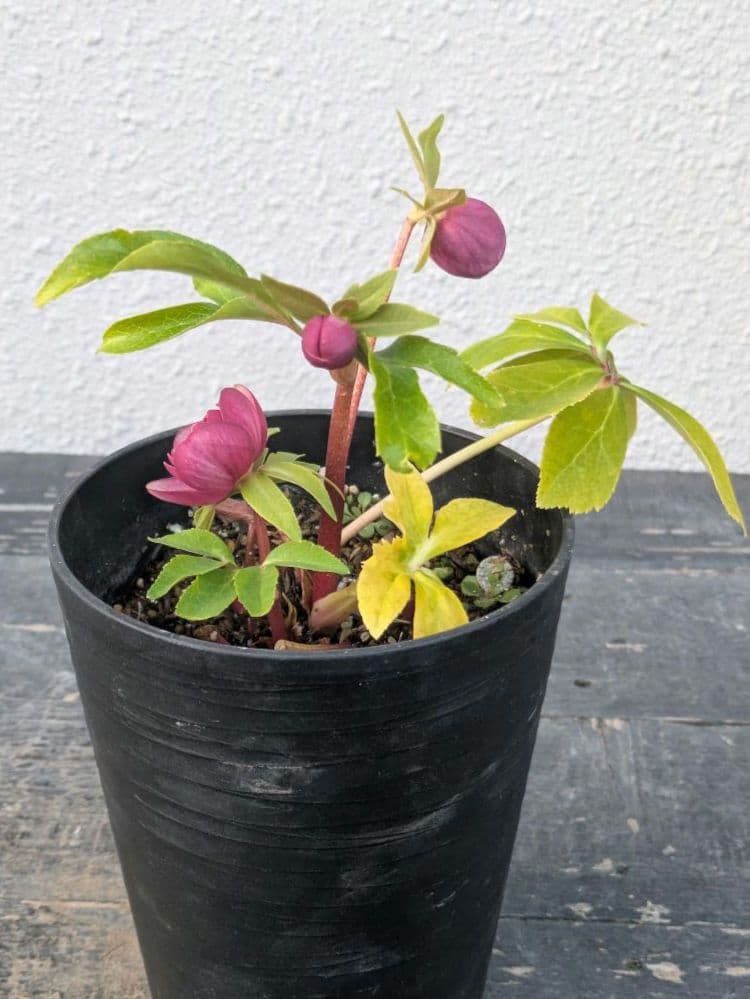 広瀬園芸 クリスマスローズ 小輪 レッドオーレアDD｜色抜けが美しい個体｜蕾あり