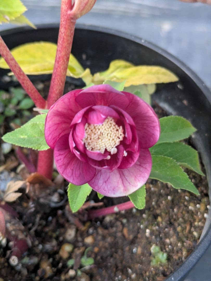 広瀬園芸 クリスマスローズ 小輪 レッドオーレアDD｜色抜けが美しい個体｜蕾あり