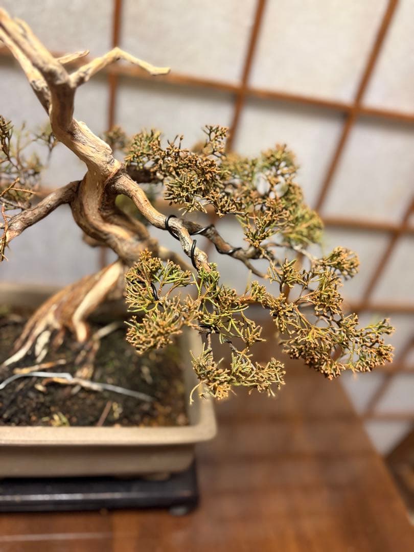 真柏盆栽❗️フォロワー様180人記念！❗️太木❗️値下げ！早い者勝ち。