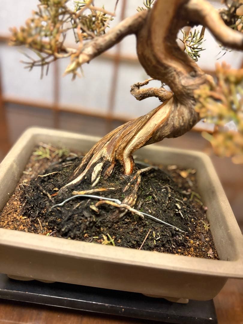 真柏盆栽❗️フォロワー様180人記念！❗️太木❗️値下げ！早い者勝ち。