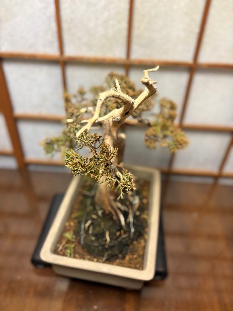 真柏盆栽❗️フォロワー様180人記念！❗️太木❗️値下げ！早い者勝ち。