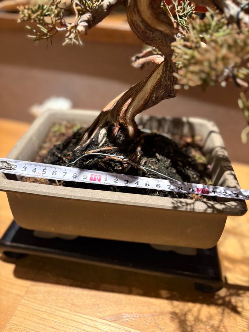 真柏盆栽❗️フォロワー様180人記念！❗️太木❗️値下げ！早い者勝ち。