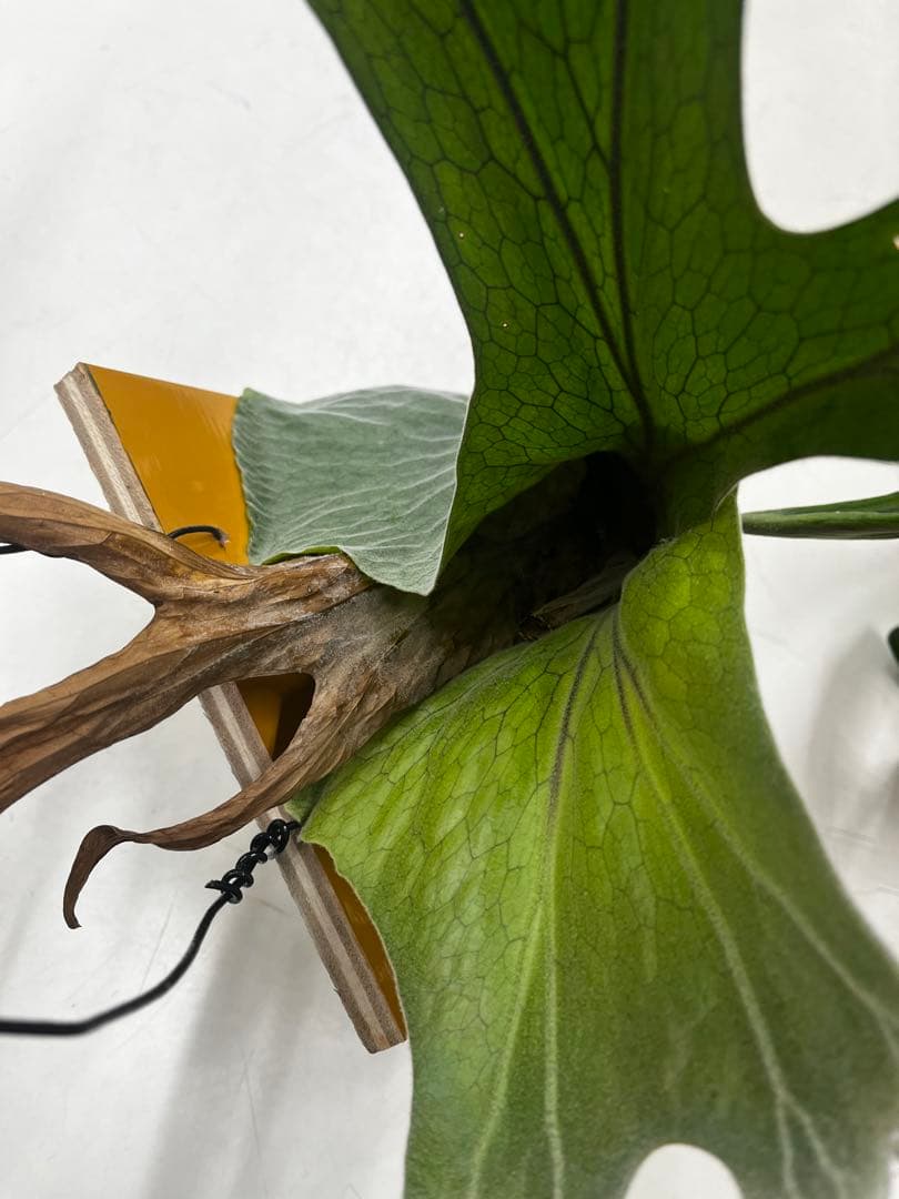 ビカクシダ　コウモリラン　グランデ