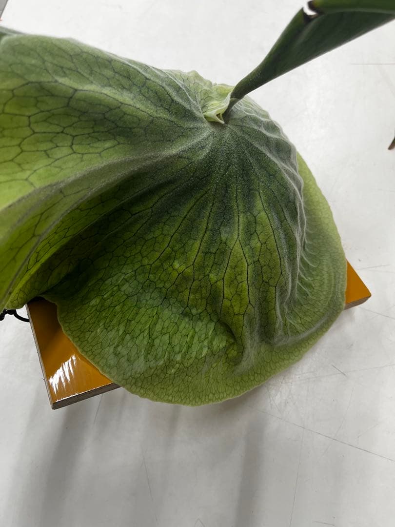 ビカクシダ　コウモリラン　グランデ