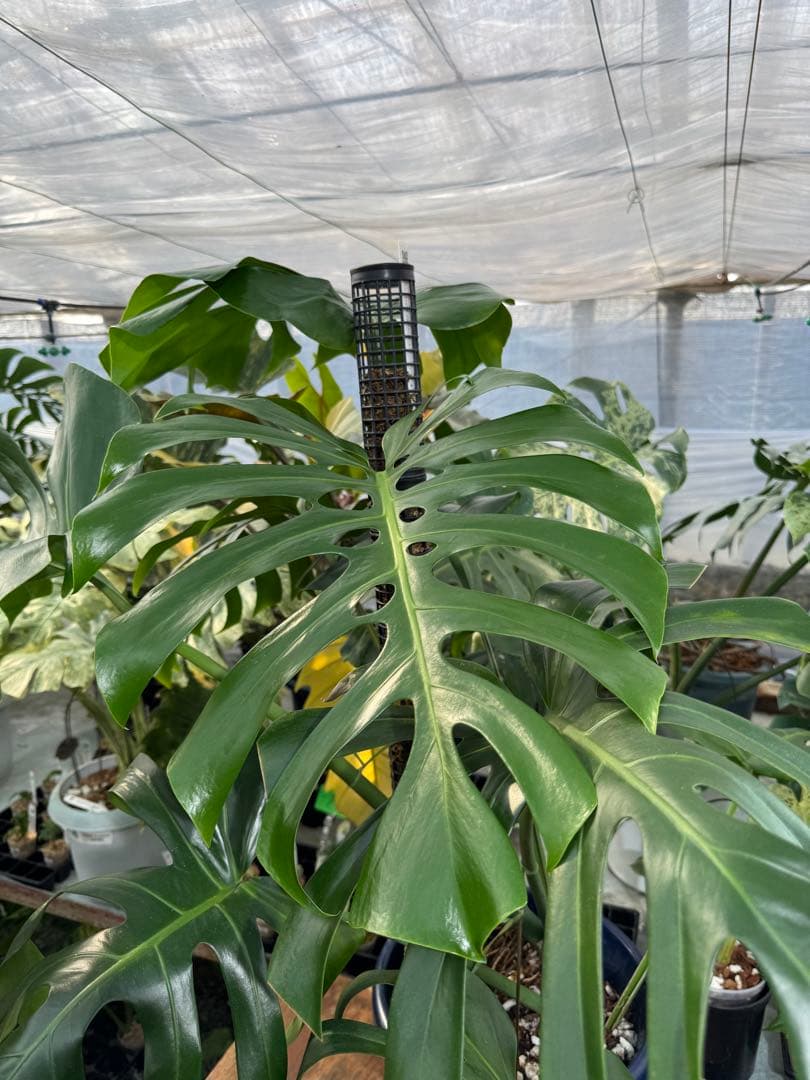 モンステラ　オリジナル　ブラジリアンフォーム　巨大株