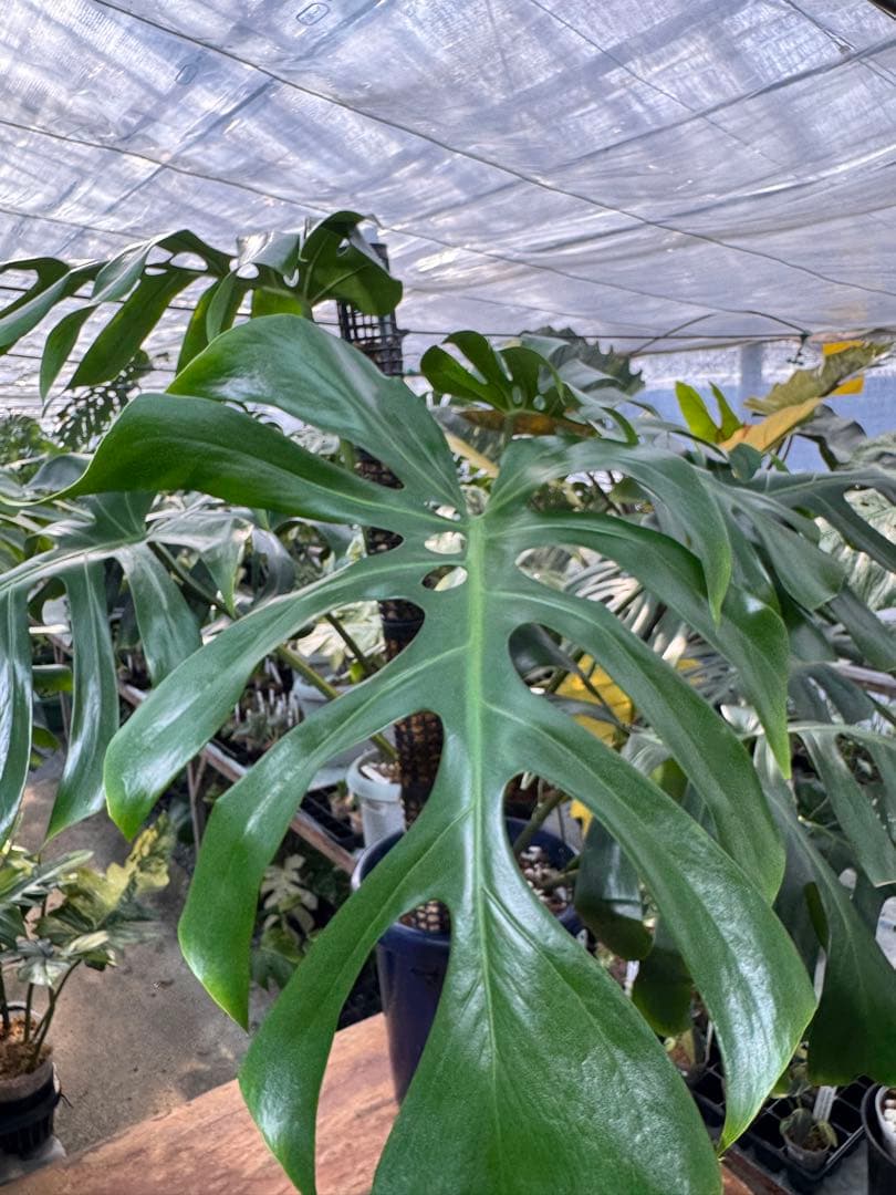 モンステラ　オリジナル　ブラジリアンフォーム　巨大株