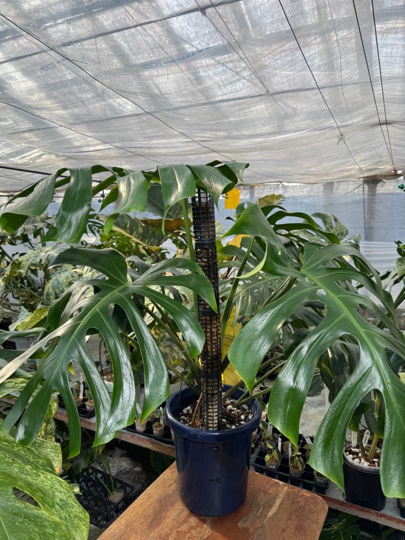 モンステラ　オリジナル　ブラジリアンフォーム　巨大株