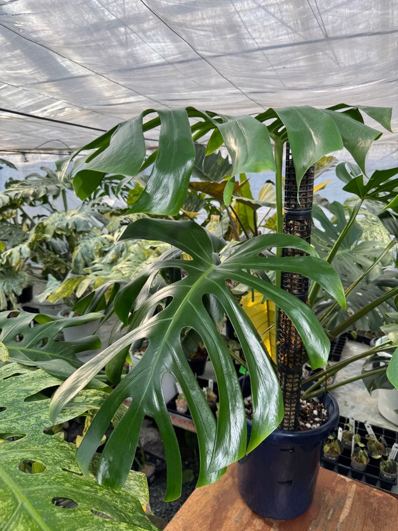 モンステラ　オリジナル　ブラジリアンフォーム　巨大株