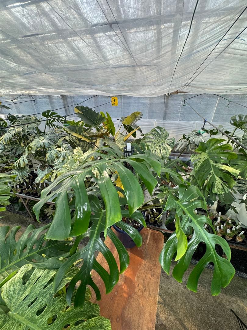 モンステラ　オリジナル　ブラジリアンフォーム　巨大株