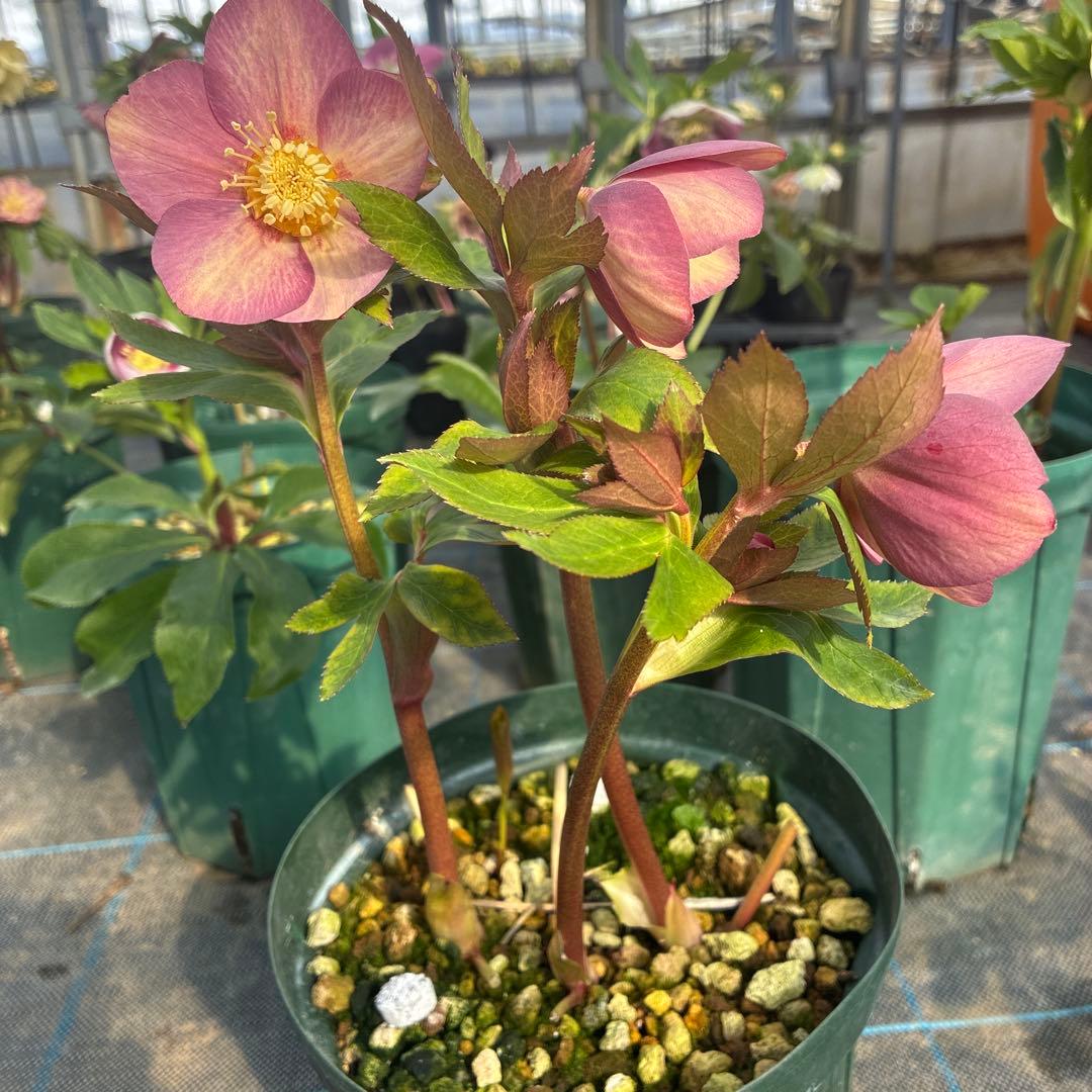 クリスマスローズ アプリコットピンク オーレア 6寸 - メルカリ