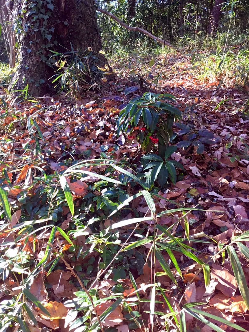 【縁起木/縁起物】大サイズ【野生の万両/マンリョウ】天然/里山自生/元気いっぱい