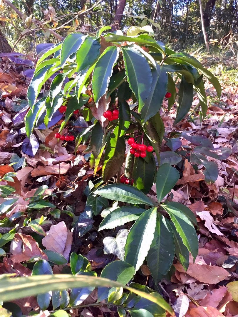 【縁起木/縁起物】大サイズ【野生の万両/マンリョウ】天然/里山自生/元気いっぱい