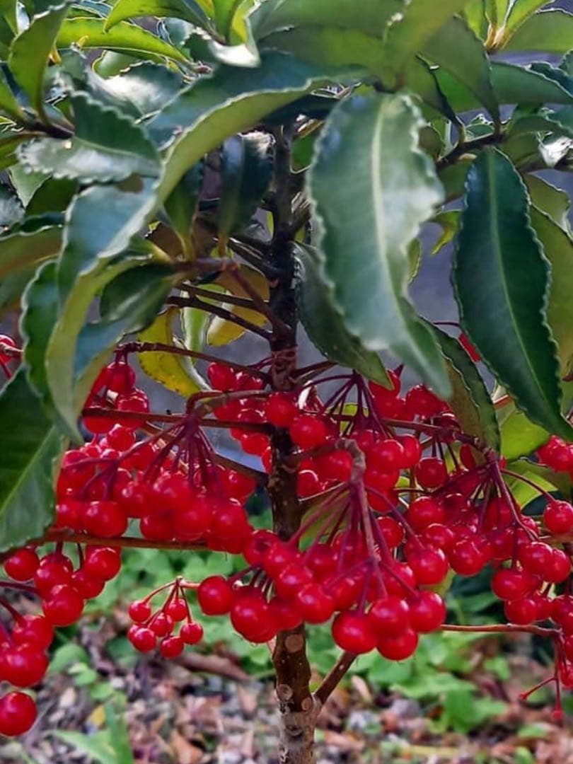 【縁起木/縁起物】大サイズ【野生の万両/マンリョウ】天然/里山自生/元気いっぱい