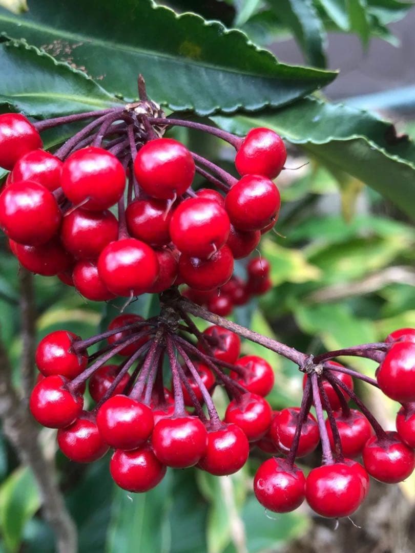 【縁起木/縁起物】大サイズ【野生の万両/マンリョウ】天然/里山自生/元気いっぱい
