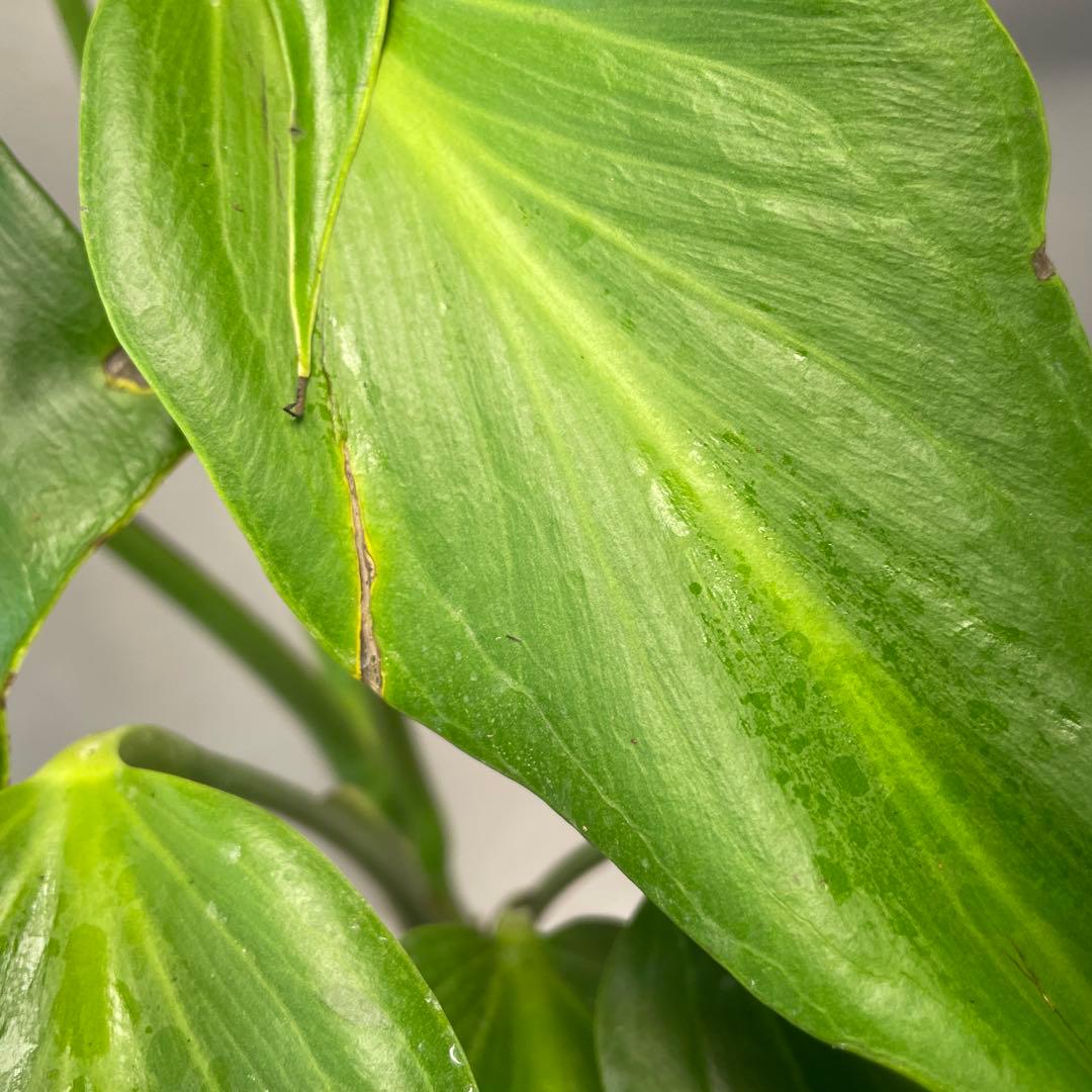 招*6様 a09モンステラ バールマルクスフレーム