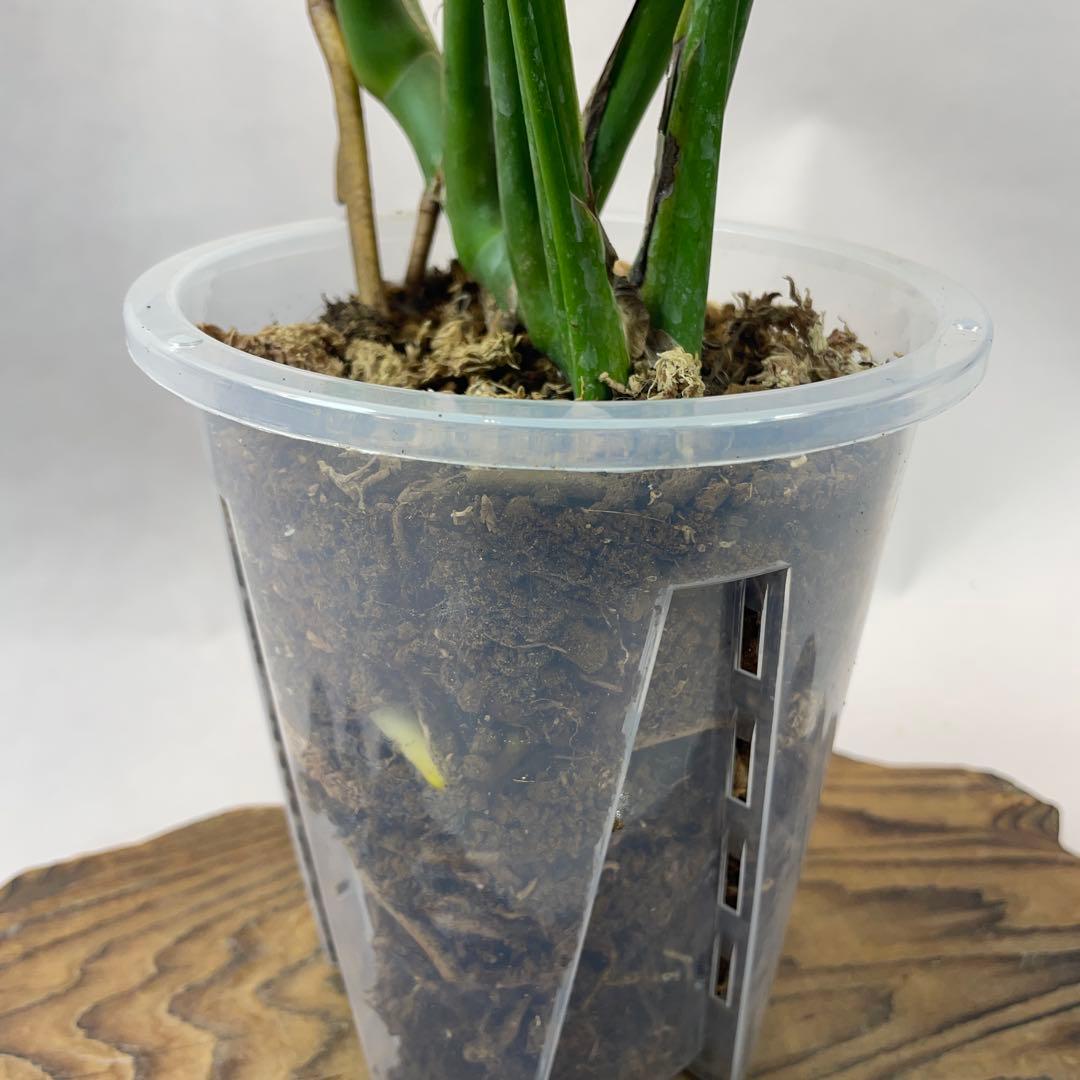 招*6様 a09モンステラ バールマルクスフレーム