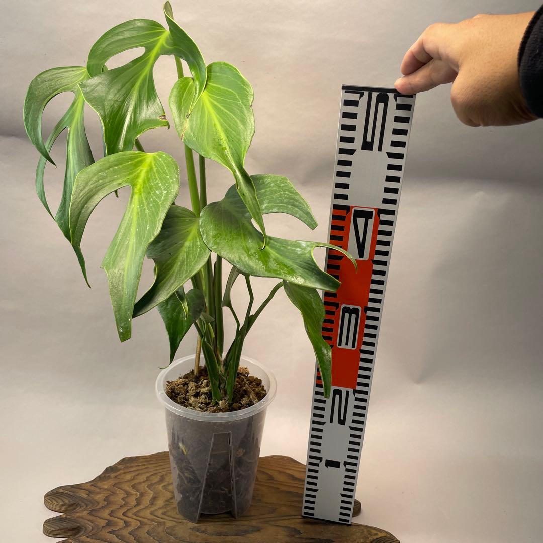 招*6様 a09モンステラ バールマルクスフレーム