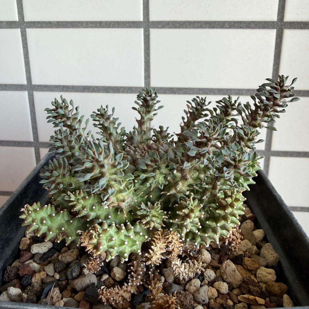 タコモノ ユーフォルビア アトロビリディス 実生