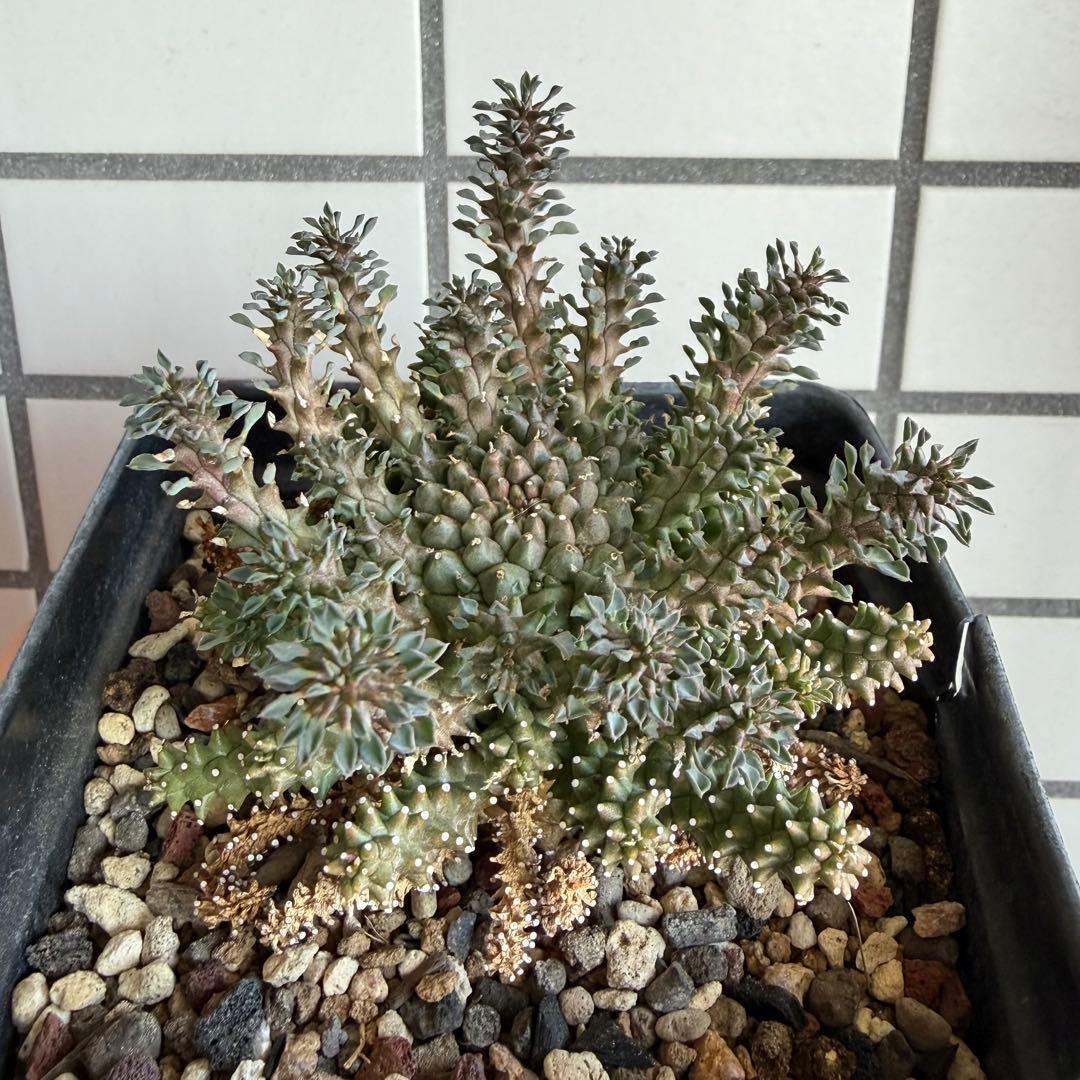 タコモノ ユーフォルビア アトロビリディス 実生