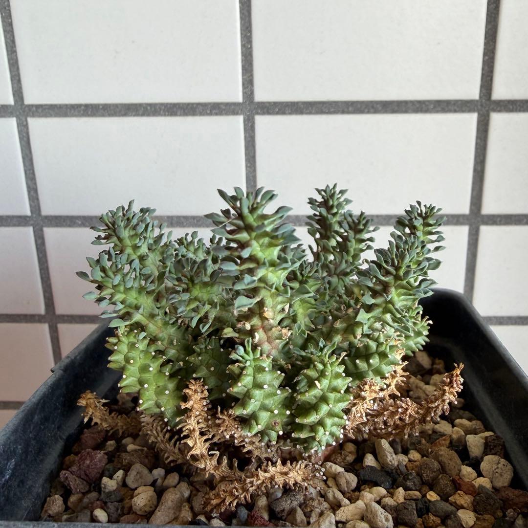 タコモノ ユーフォルビア アトロビリディス 実生