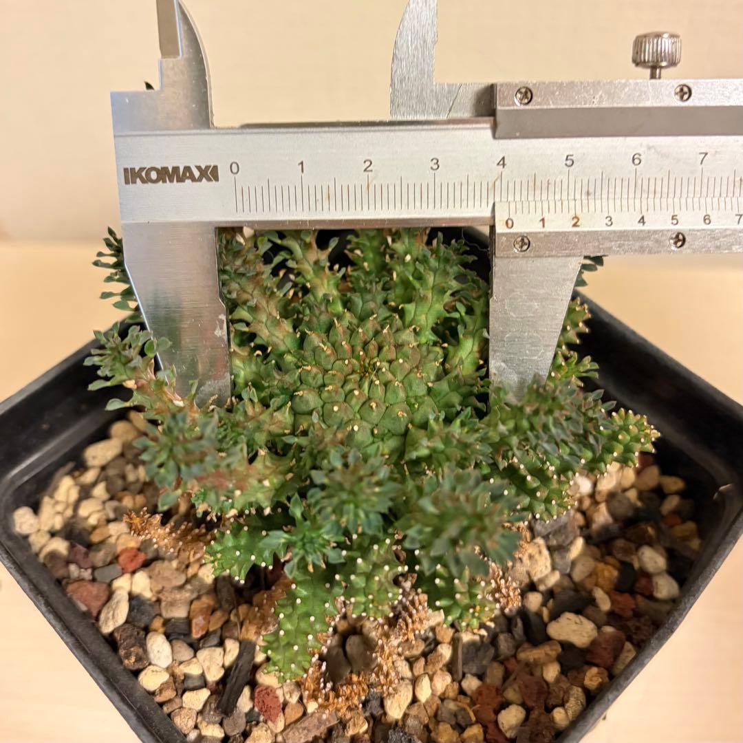 タコモノ ユーフォルビア アトロビリディス 実生