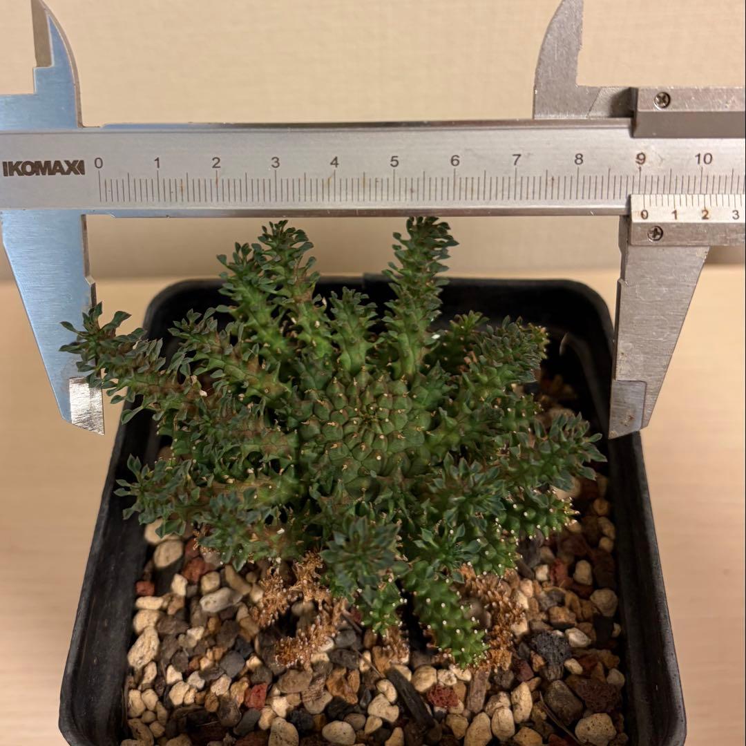 タコモノ ユーフォルビア アトロビリディス 実生