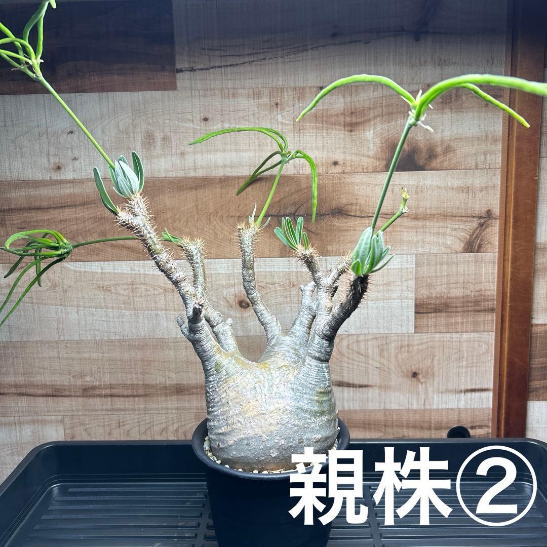 GeneseeD　パキポディウム グラキリス種子