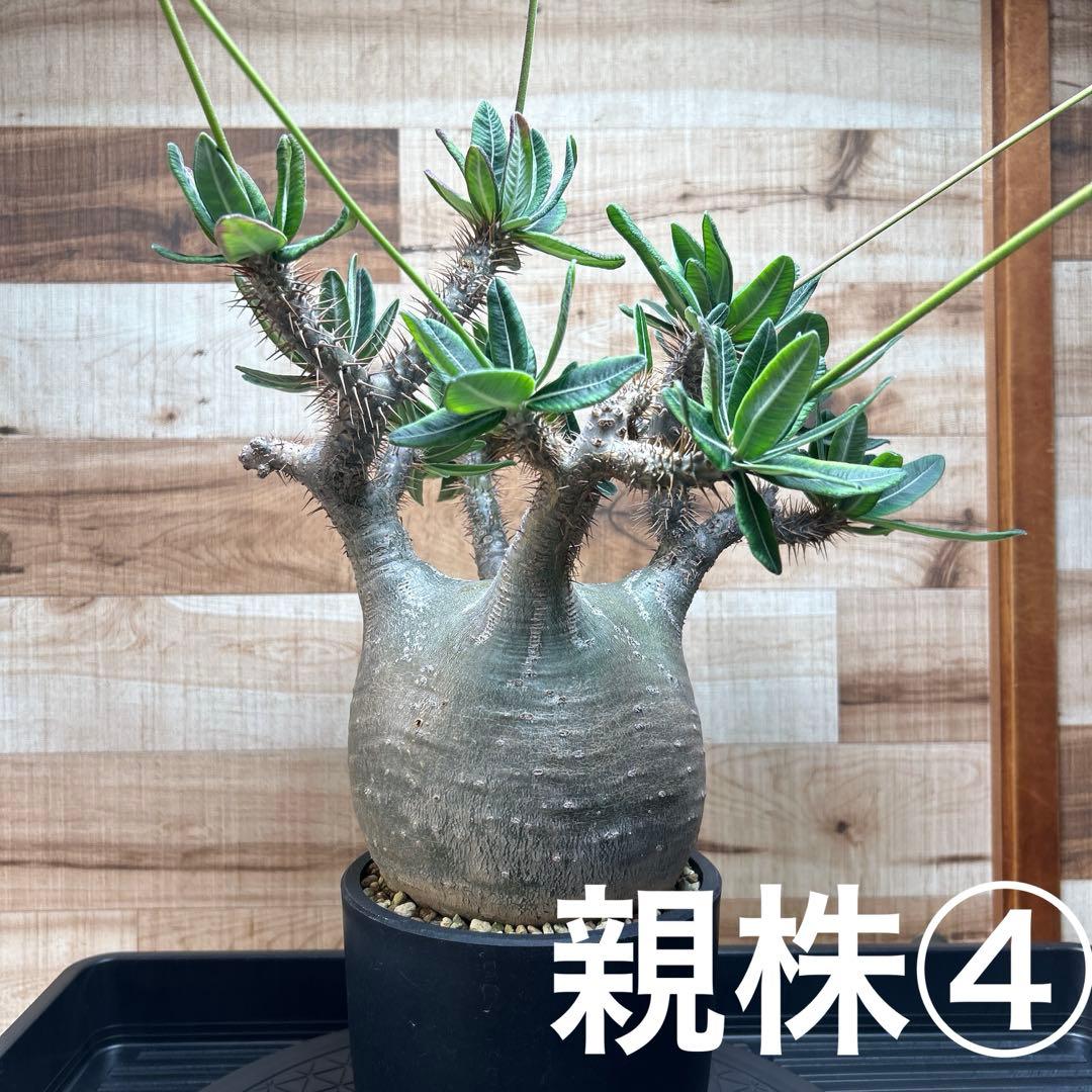 GeneseeD　パキポディウム グラキリス種子