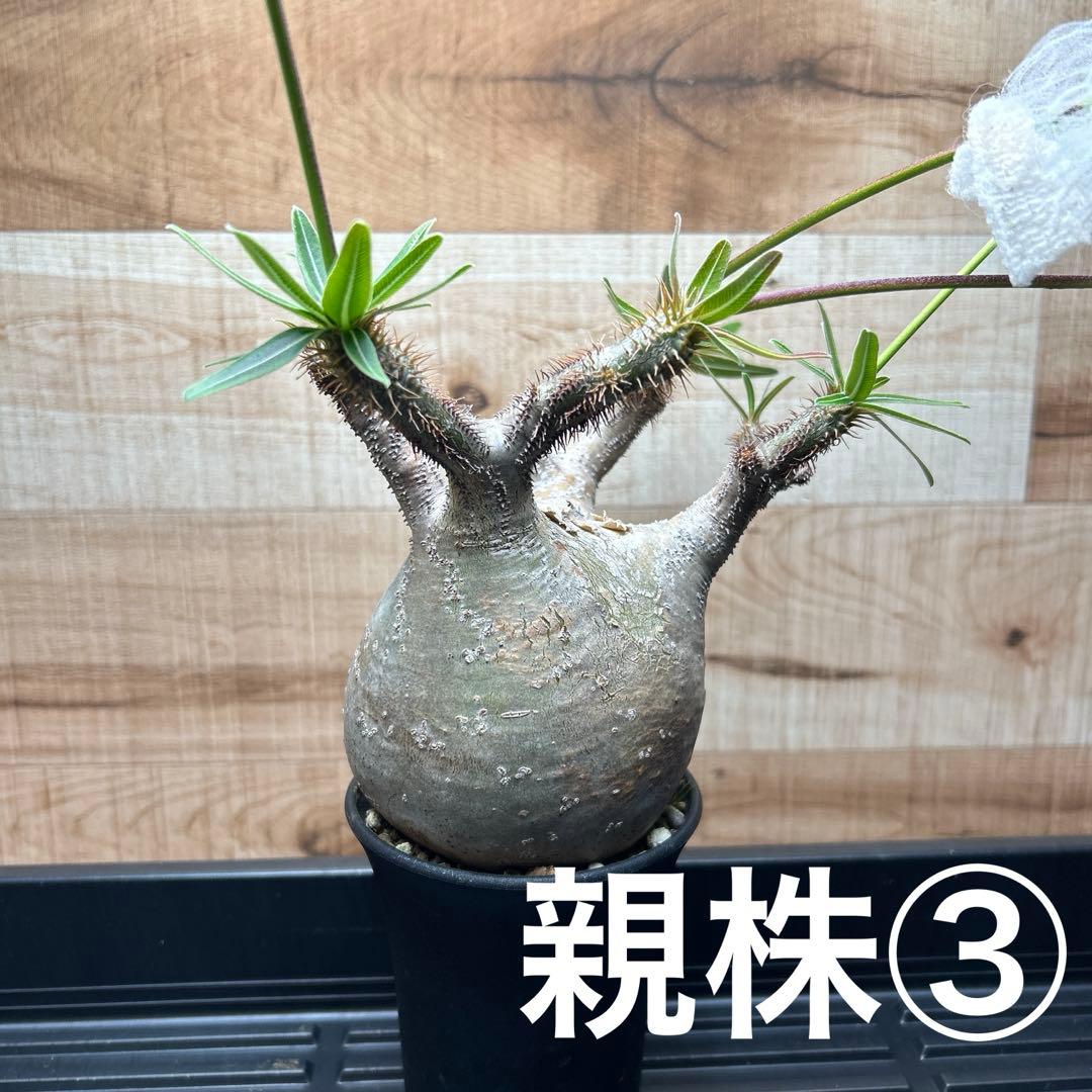 GeneseeD　パキポディウム グラキリス種子