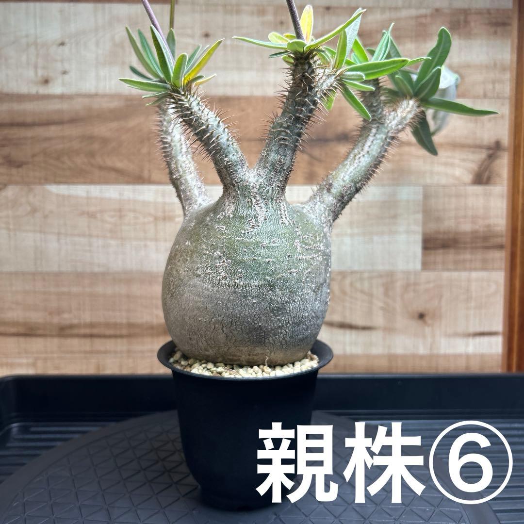 GeneseeD　パキポディウム グラキリス種子