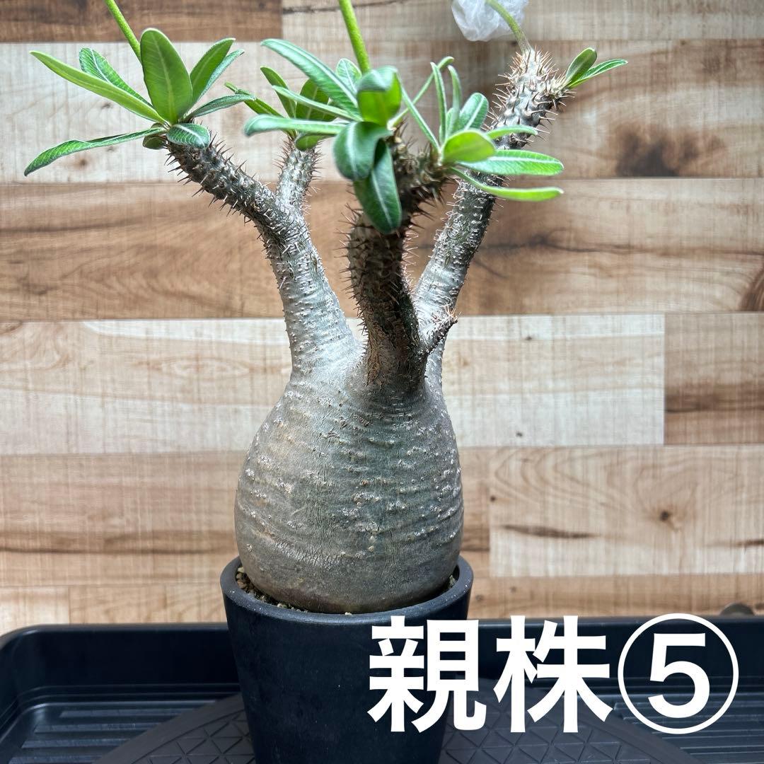 GeneseeD　パキポディウム グラキリス種子