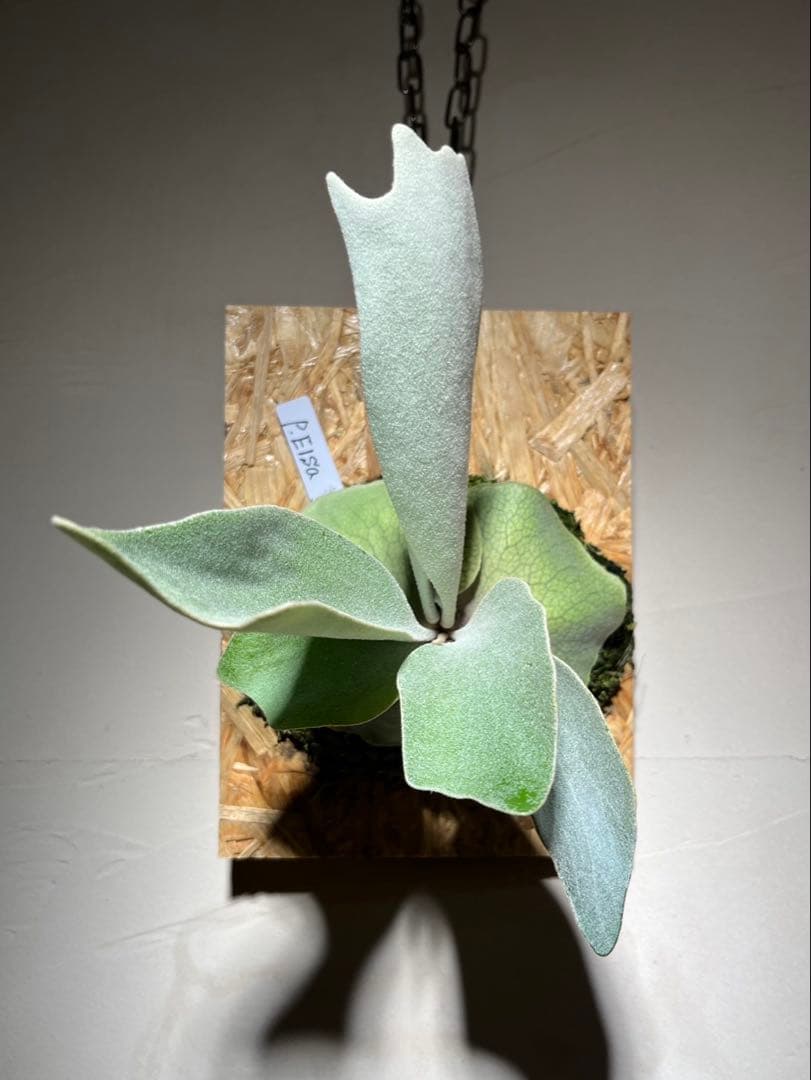 P.Elsa OC エルサ　オリジナルからの株分け子株