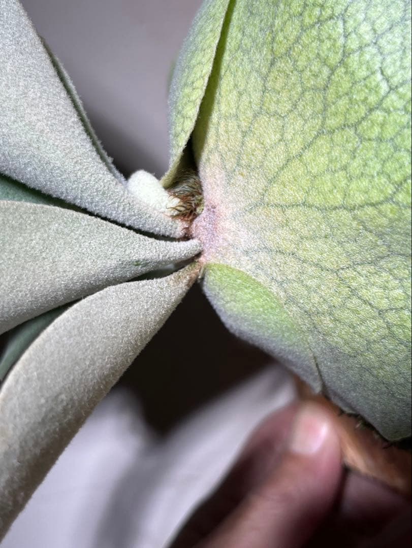 P.Elsa OC エルサ　オリジナルからの株分け子株