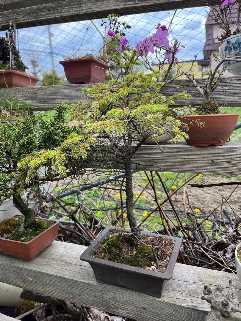 蝦夷松盆栽、松盆栽、赤蝦夷松盆栽、大型盆栽 アカエゾマツ盆栽