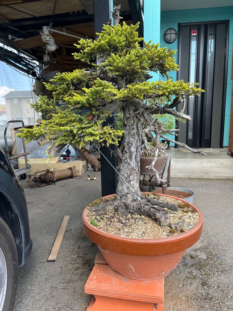 蝦夷松盆栽、松盆栽、赤蝦夷松盆栽、大型盆栽 アカエゾマツ盆栽
