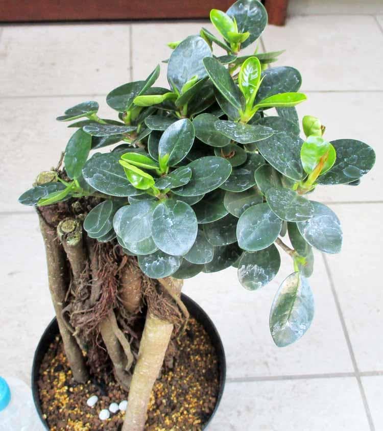 【現品】パンダガジュマル （ぱんだ・ガジュマル）（パンダ・ガジュマル）6号　M4