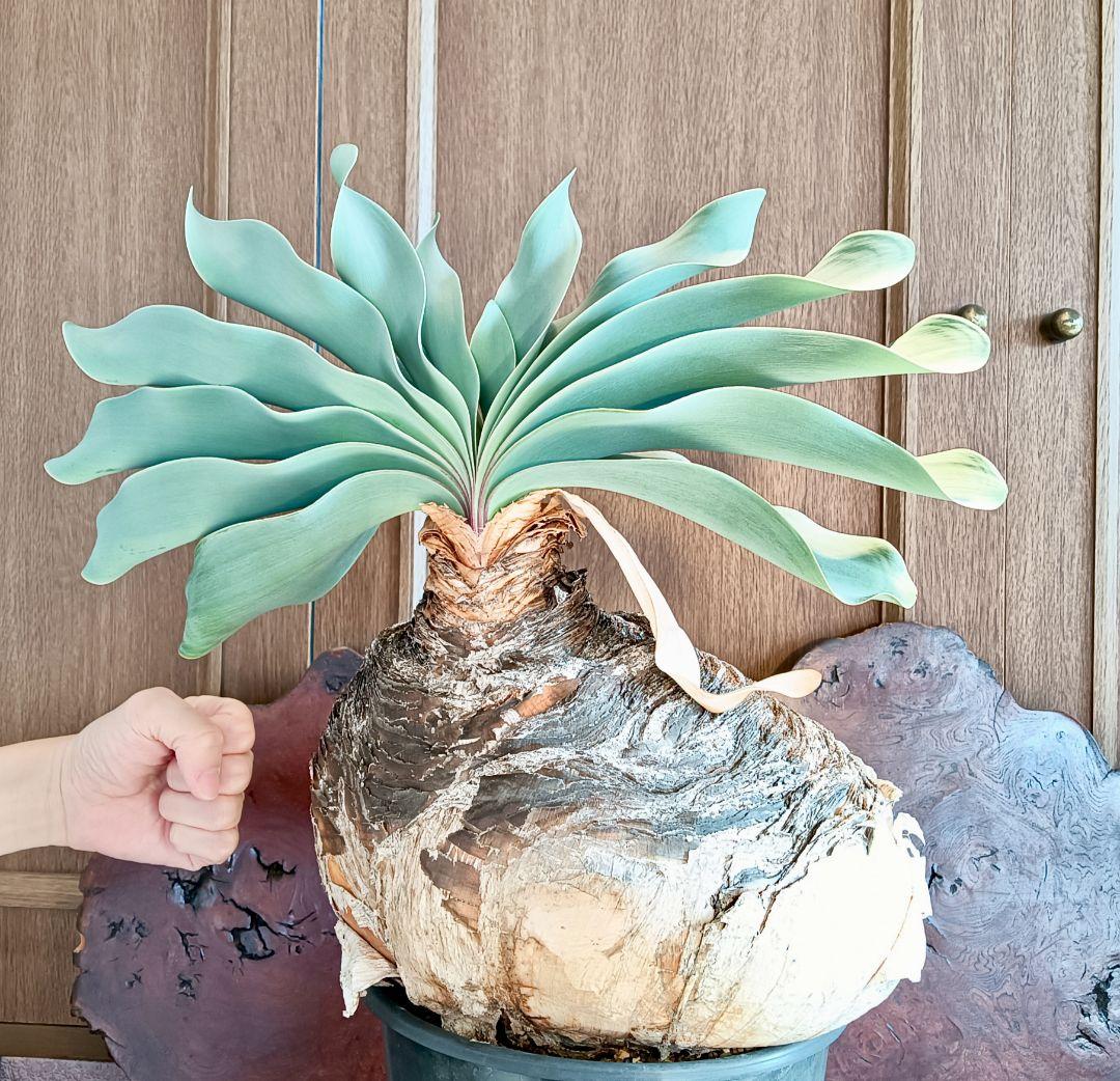 超特大株　ブーファン　ハエマンソイデス　ハエマントイデス