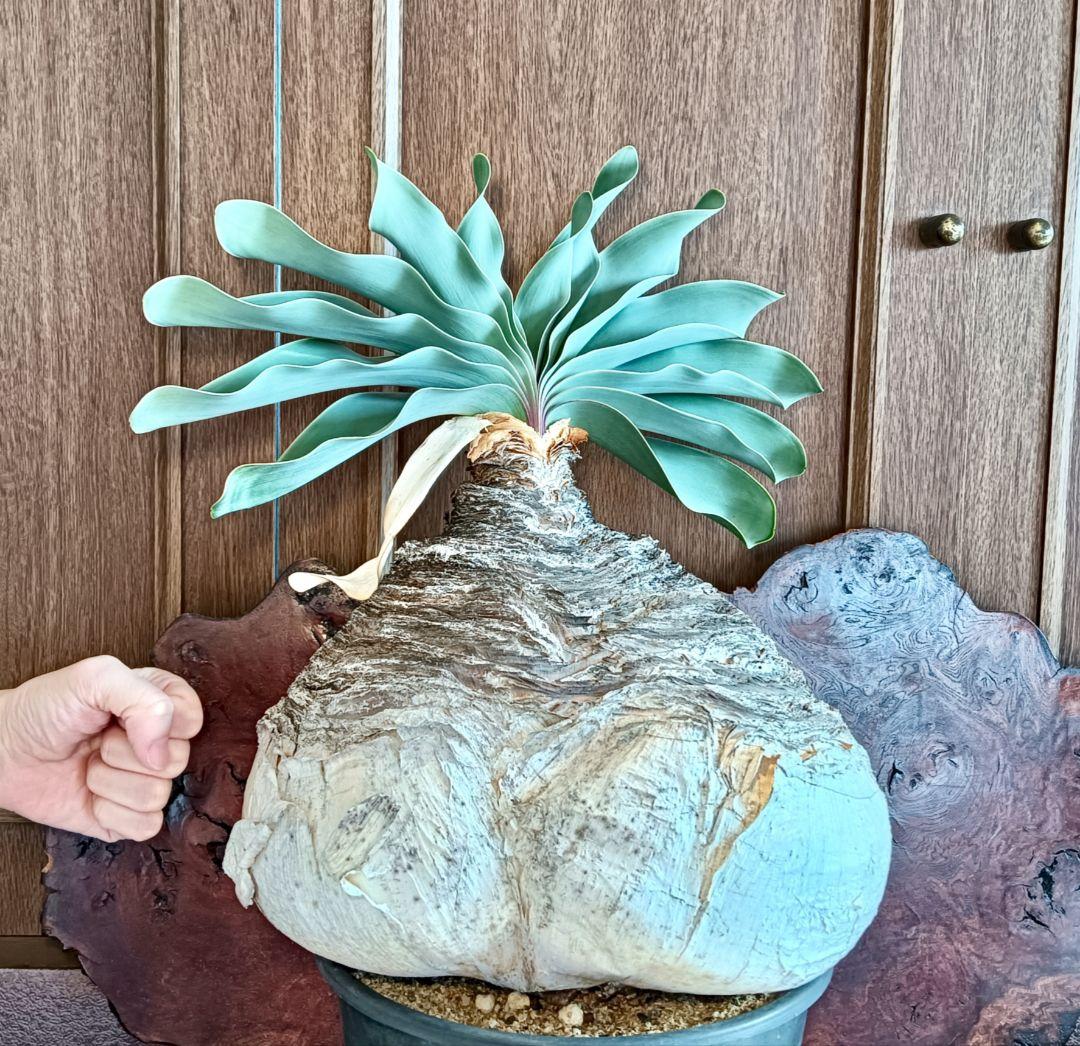 超特大株　ブーファン　ハエマンソイデス　ハエマントイデス