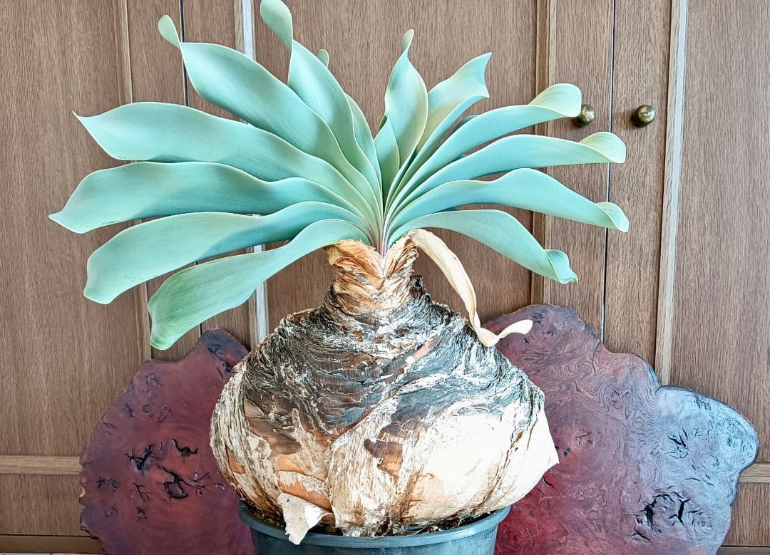 超特大株　ブーファン　ハエマンソイデス　ハエマントイデス