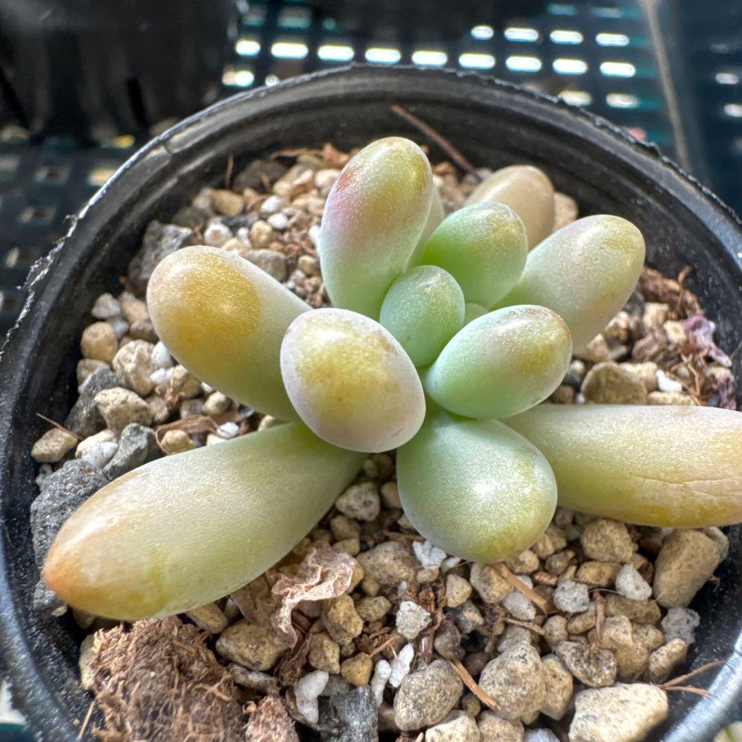 乙女心xアメチスチヌム カット苗 多肉植物 5㌢ポット うにさん苗