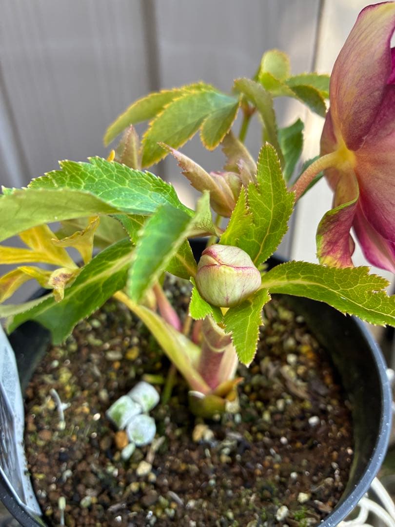 ♡広瀬園芸♡レッドピンクゴールド、ベイン - メルカリ