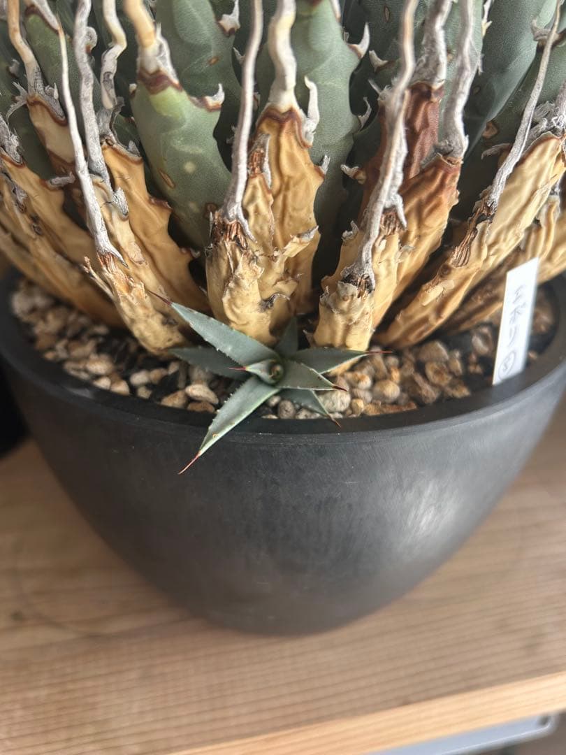 アガベユタエンシスエボリスピナ陽炎　子株付き