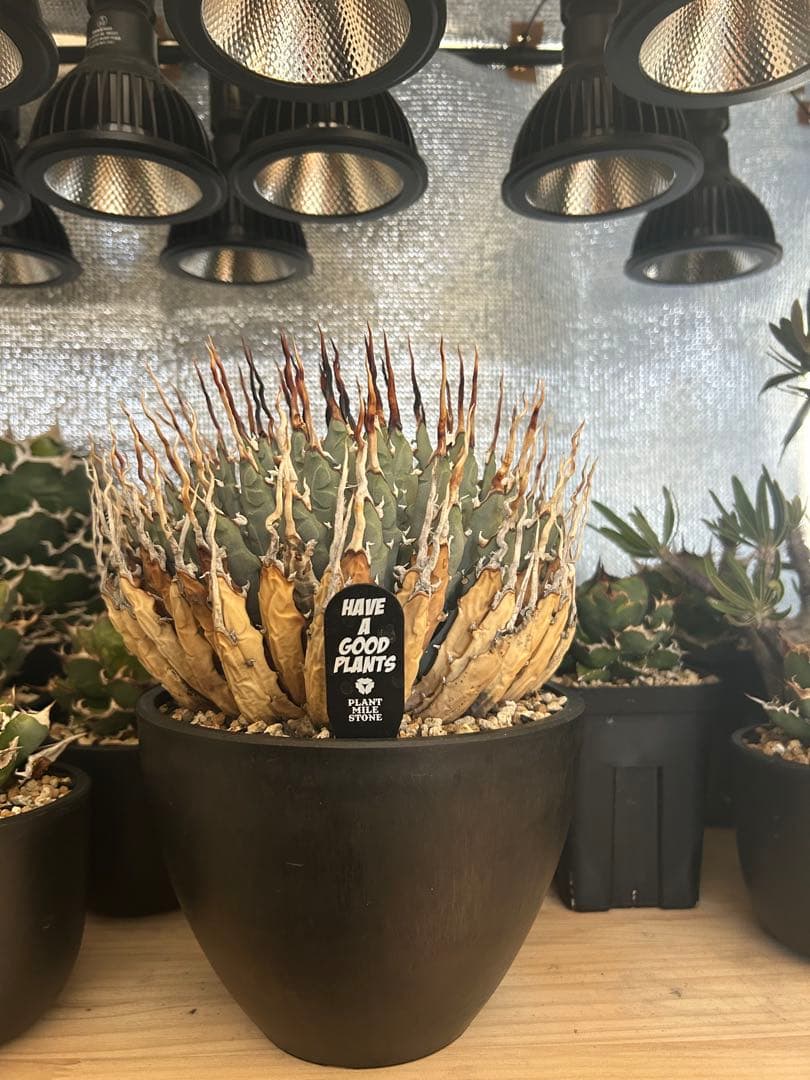 アガベユタエンシスエボリスピナ陽炎　子株付き